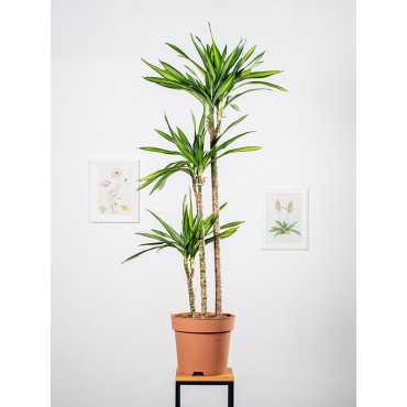 Dracena 'Riki'