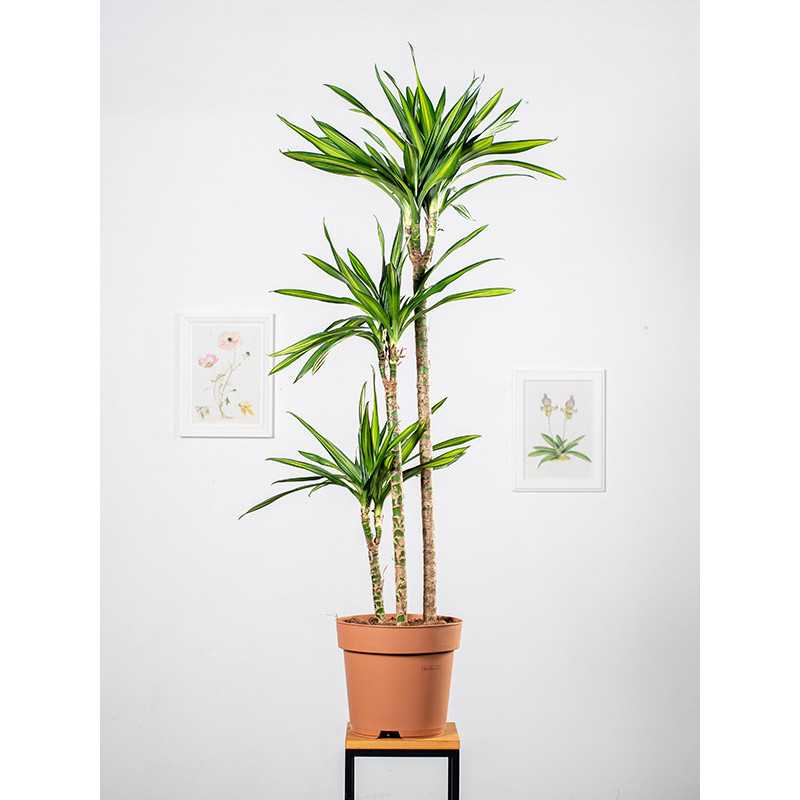 Dracena 'Riki'