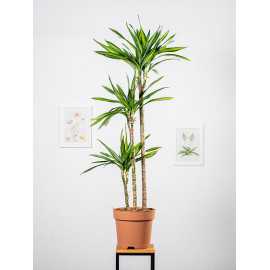 Dracena 'Riki'