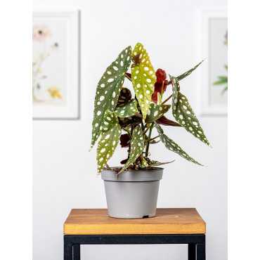 Begonia maculata