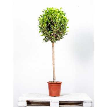 Fikus Nitida Fikus Nitida