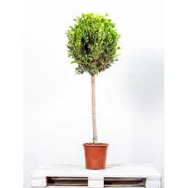 Fikus Nitida