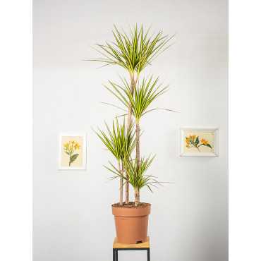 Dracena 'Sunray' | Duża