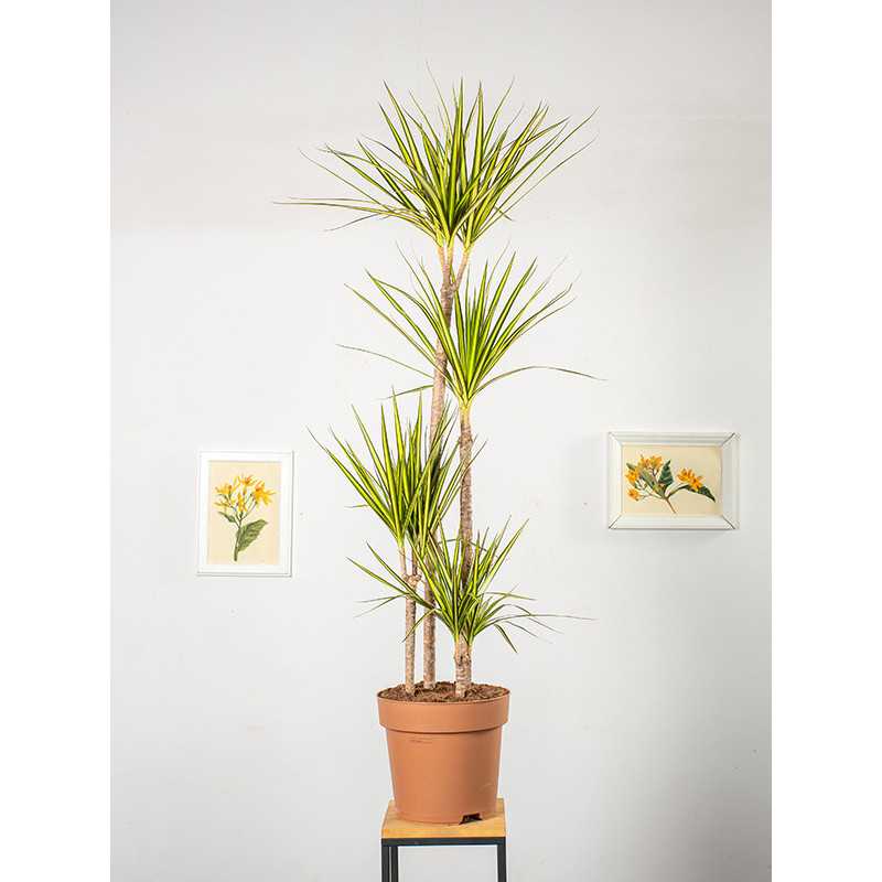 Dracena 'Sunray' | Duża