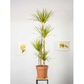 Dracena 'Sunray' | Duża
