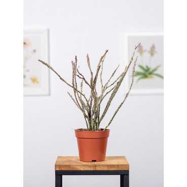 Euphorbia platyclada Euphorbia platyclada