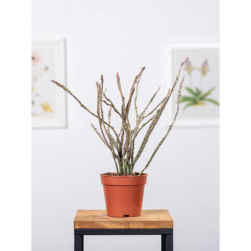 Euphorbia platyclada Euphorbia platyclada