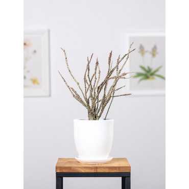 Euphorbia platyclada Euphorbia platyclada