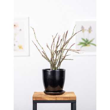 Euphorbia platyclada Euphorbia platyclada