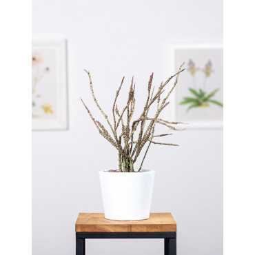 Euphorbia platyclada Euphorbia platyclada