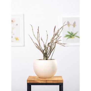 Euphorbia platyclada Euphorbia platyclada