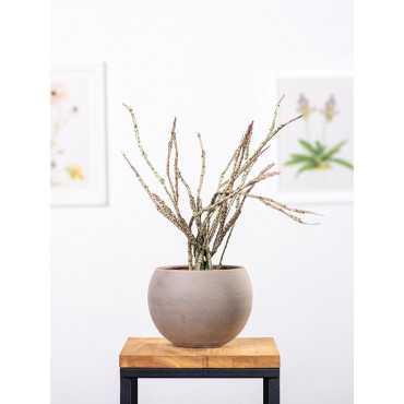 Euphorbia platyclada Euphorbia platyclada