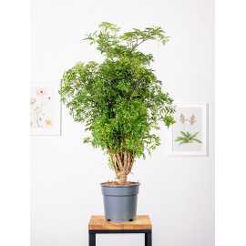 Polyscias fruticosa