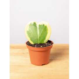 Hoja kerrii yellow | Variegata