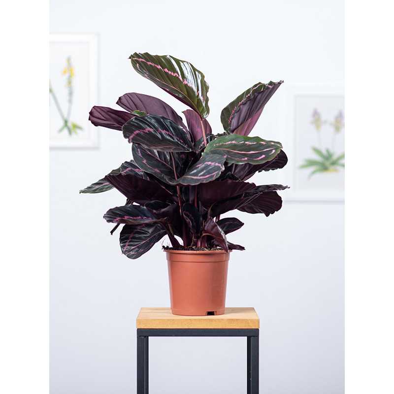Kalatea 'Dottie'
