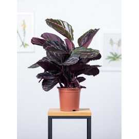 Kalatea 'Dottie'