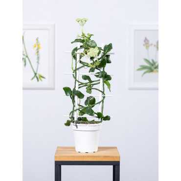 Ceropegia sandersonii