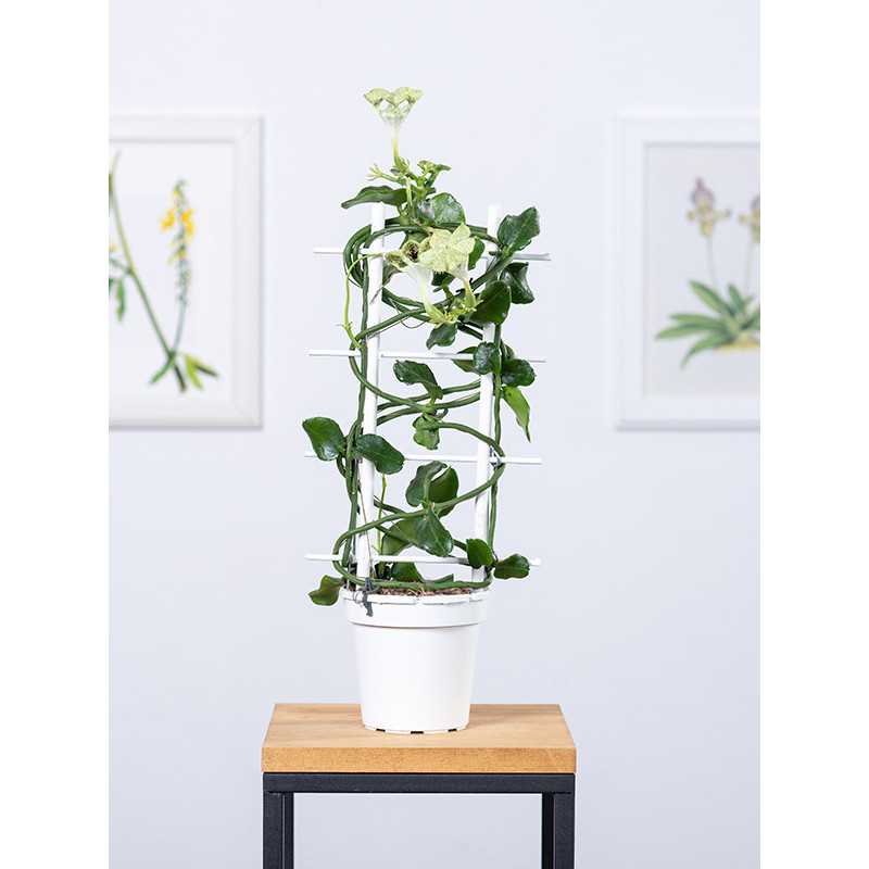 Ceropegia sandersonii