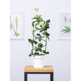 Ceropegia sandersonii