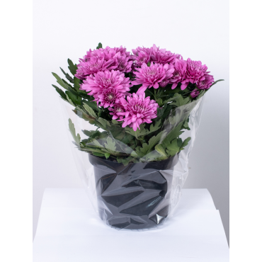 Złocień - kwiat Fioletowy Pełny