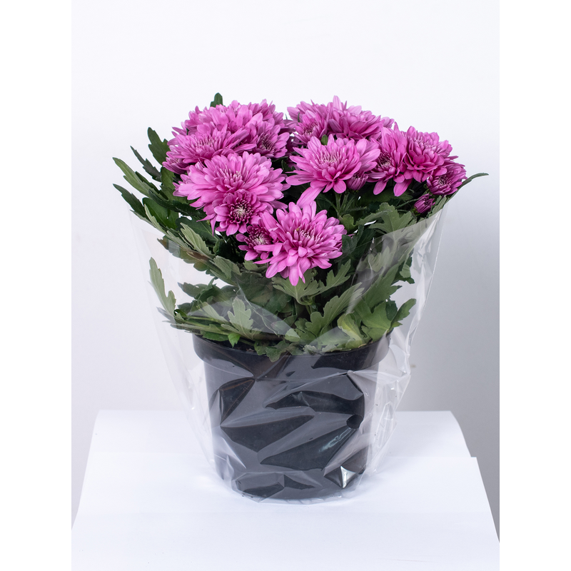 Złocień - kwiat Fioletowy Pełny