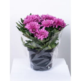 Złocień - kwiat Fioletowy Pełny