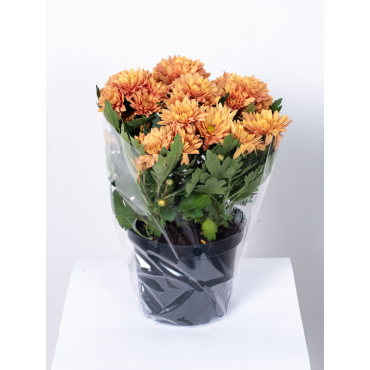 Złocień - kwiat Rudy Pełny