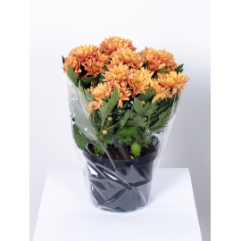 Złocień - kwiat Rudy Pełny