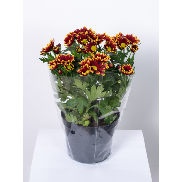 Złocień - kwiat Podpalany Rumianek