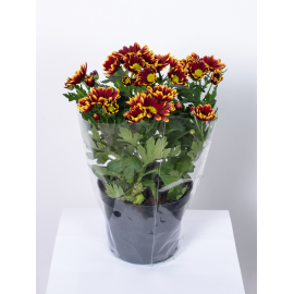 Złocień - kwiat Podpalany Rumianek