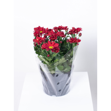 Złocień - kwiat Czerwony Rumianek