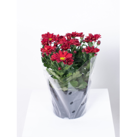 Złocień - kwiat Czerwony Rumianek