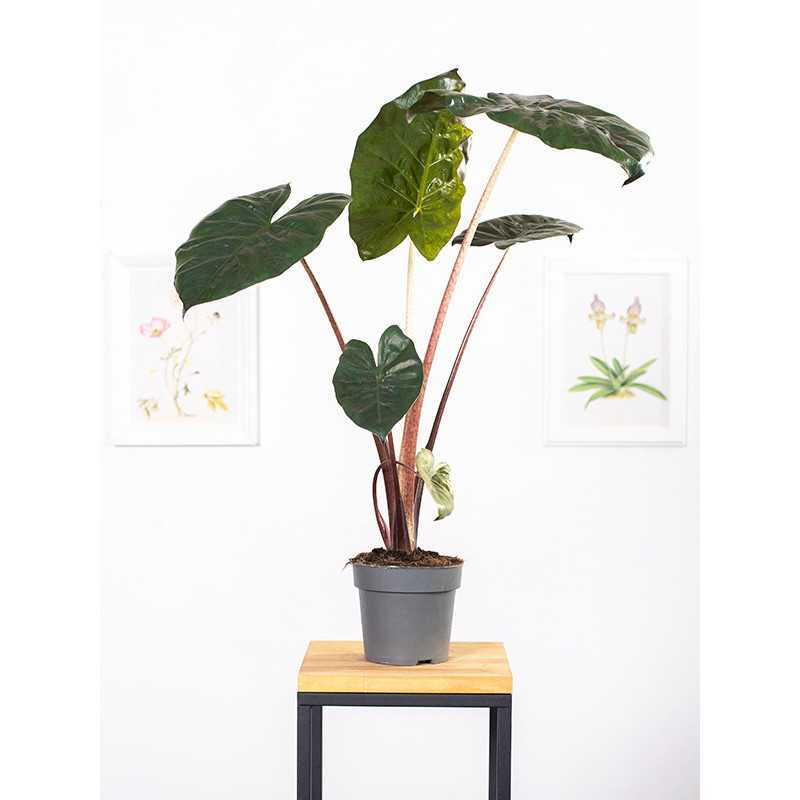 Alokazja 'Yucatan Princess'