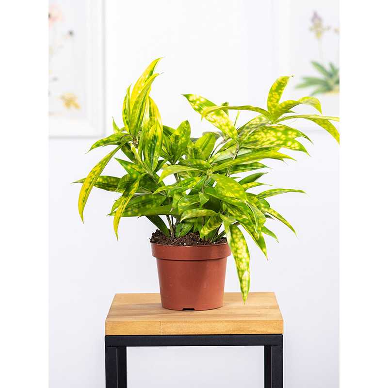 Dracena 'Mike'