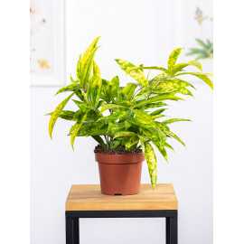 Dracena 'Mike'