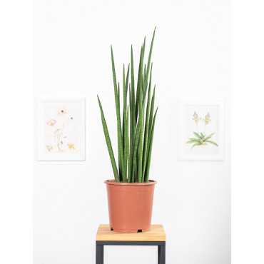 Sansewieria 'Fernwood Mikado'