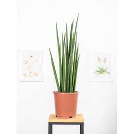 Sansewieria 'Fernwood Mikado'