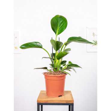 Filodendron 'Green Princess'