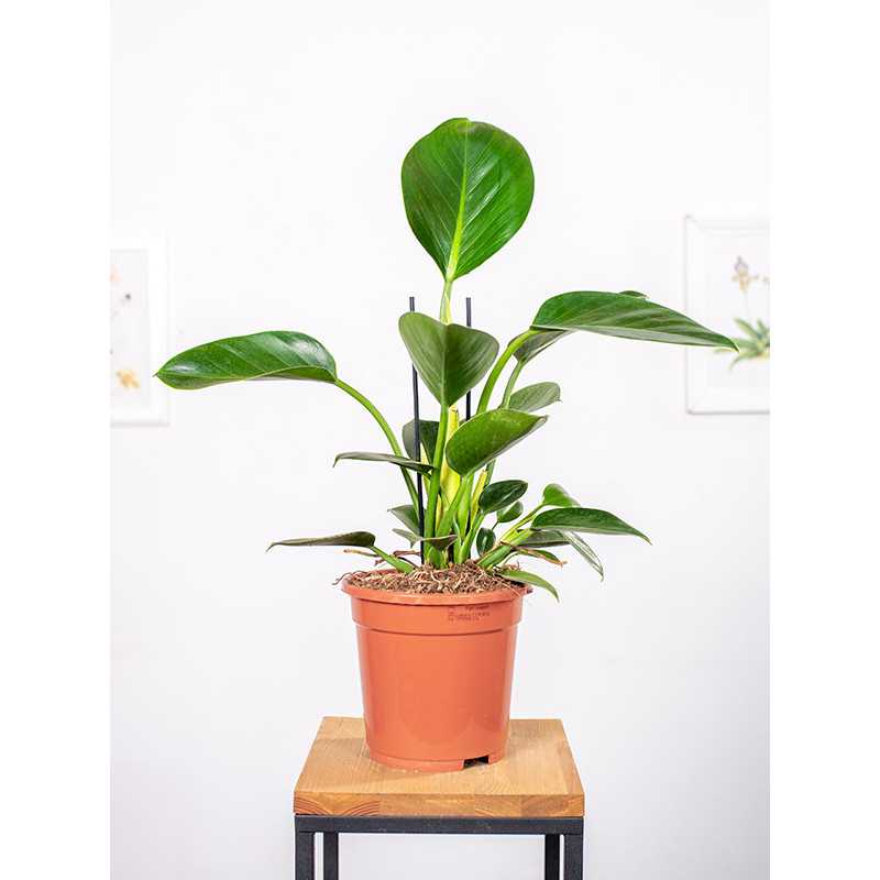 Filodendron 'Green Princess'