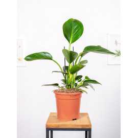 Filodendron 'Green Princess'