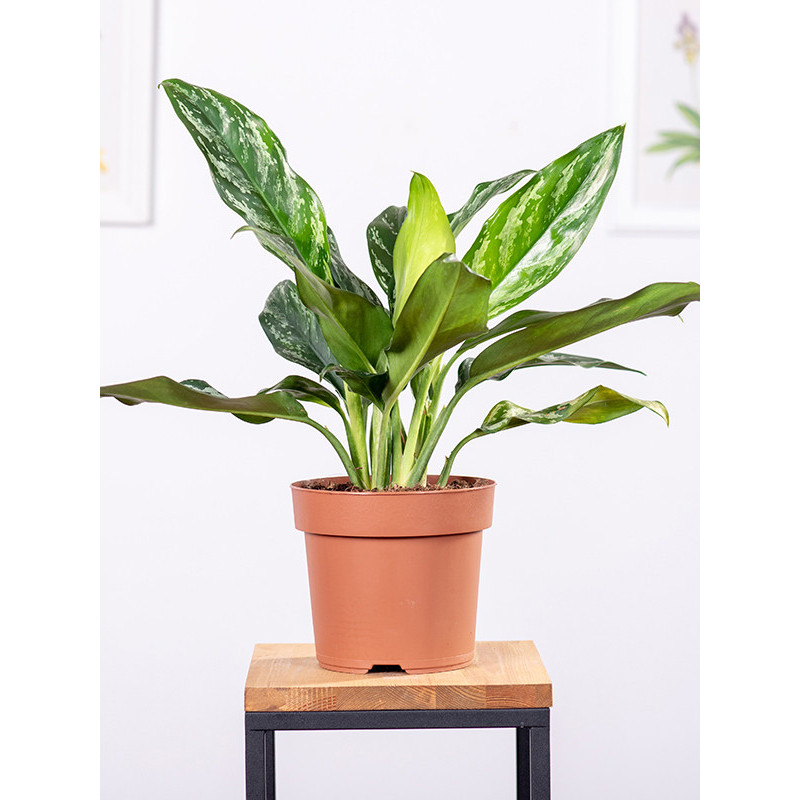 Aglaonema 'Green Lady'