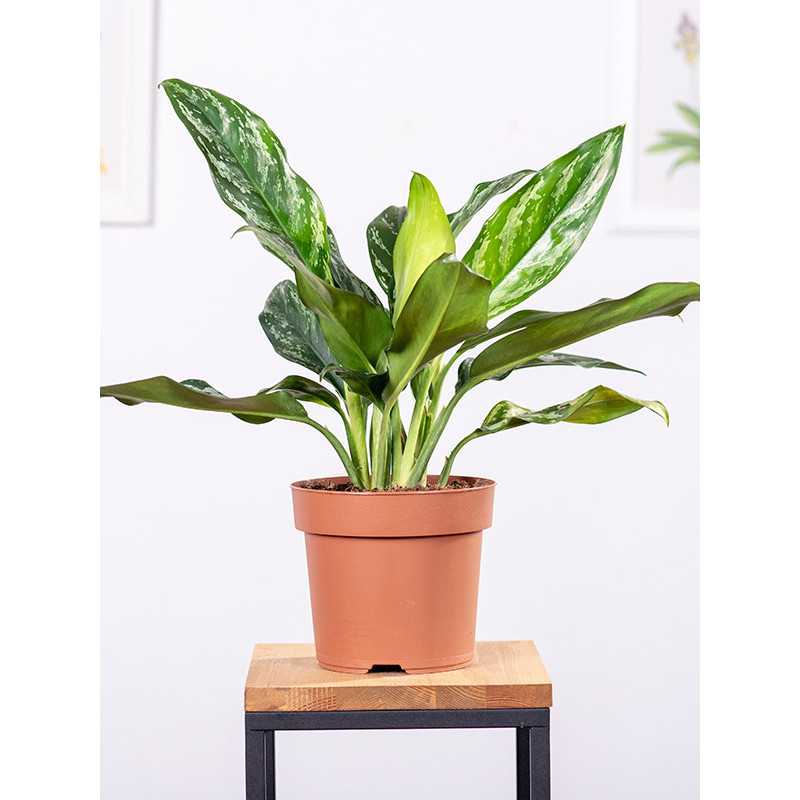 Aglaonema 'Green Lady'