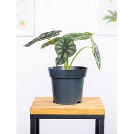 Alokazja 'Dragon Scale'