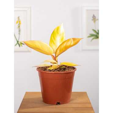 Filodendron 'Red Sun'