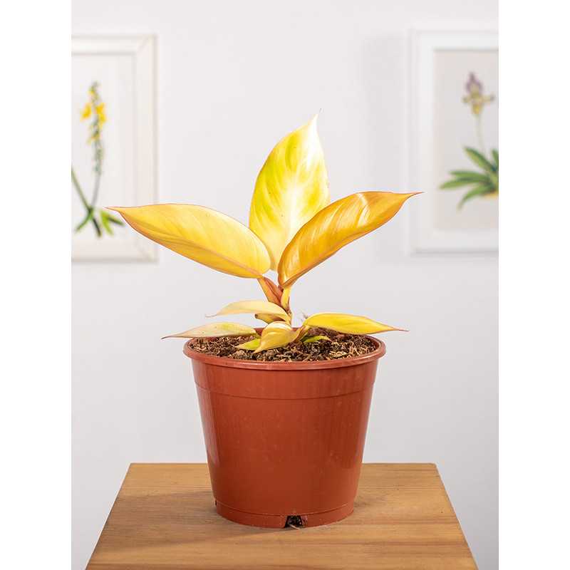 Filodendron 'Red Sun'