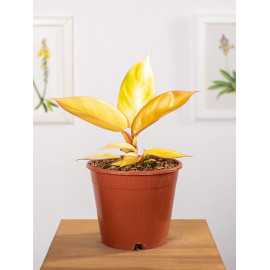 Filodendron 'Red Sun'