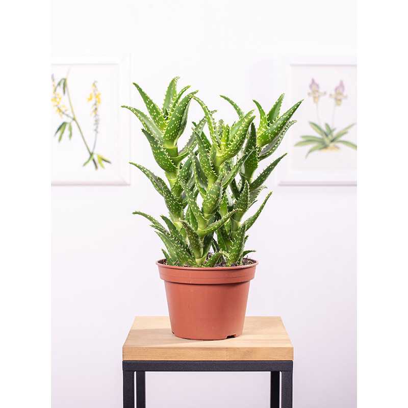 Aloes squarrosa