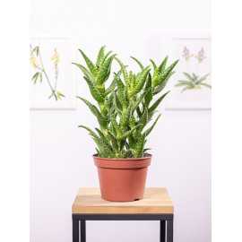Aloes squarrosa