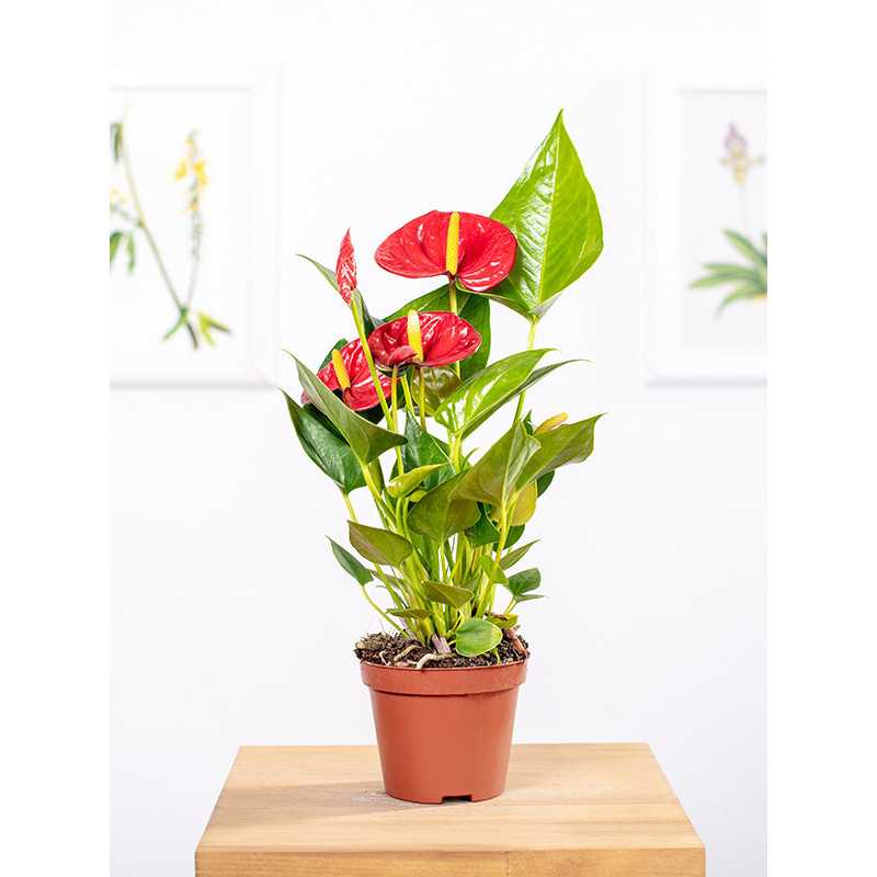 Anturium 'Diamond Red'