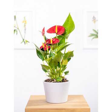 Anturium 'Diamond Red'